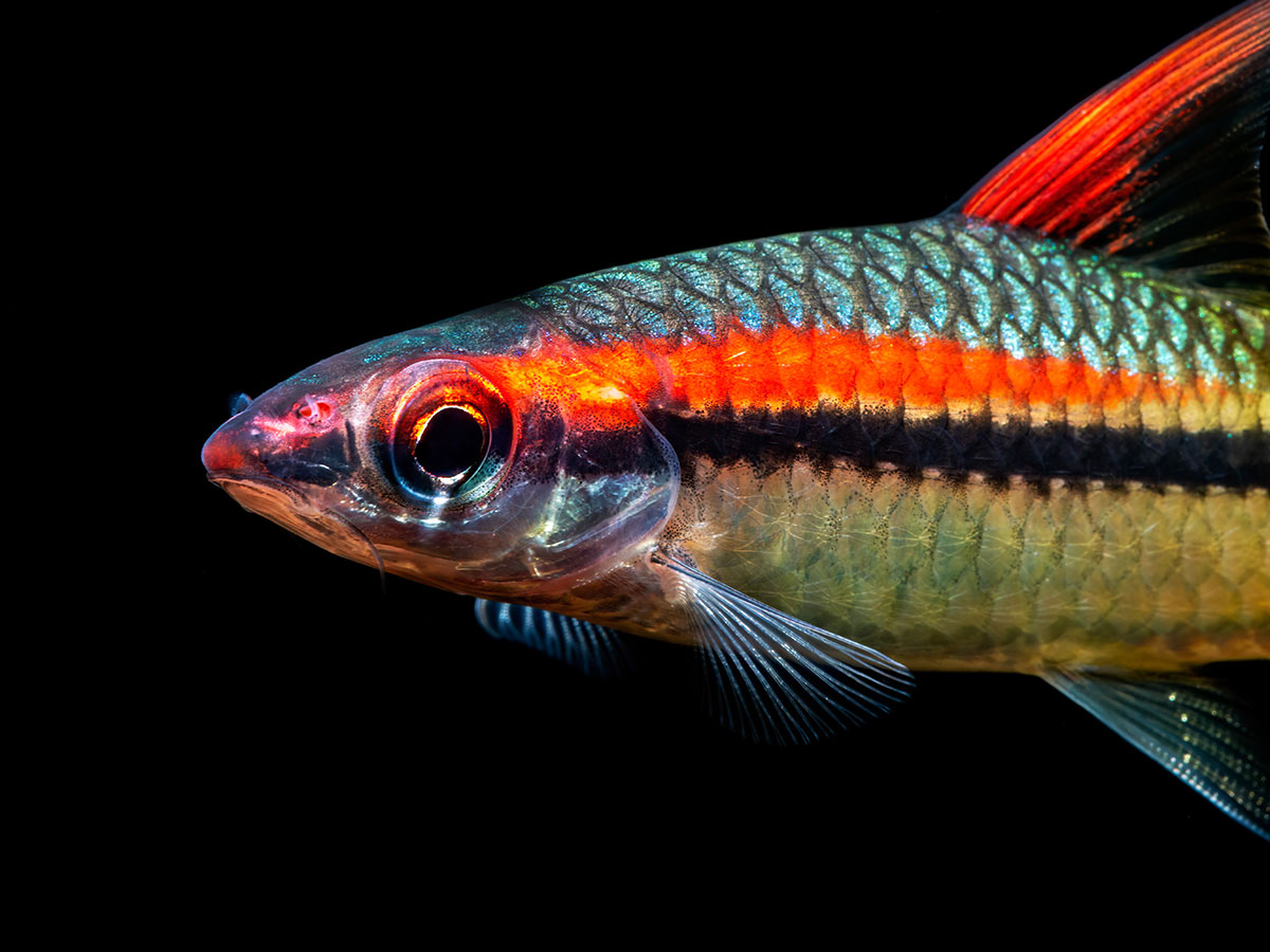 Sahyadria denisonii, the Roseline Shark, against a black background