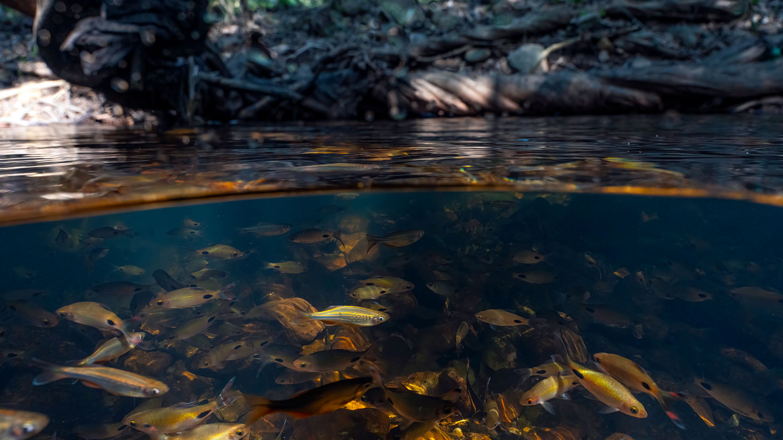 Split-level view of a shoal of fish beneath the surface of a forest stream