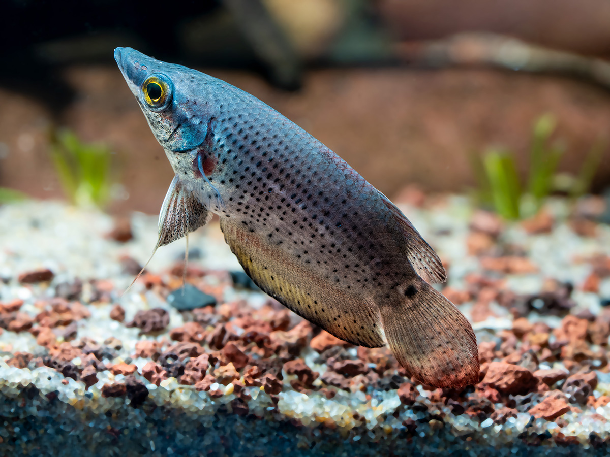 A spotted gourami over a gravel bed